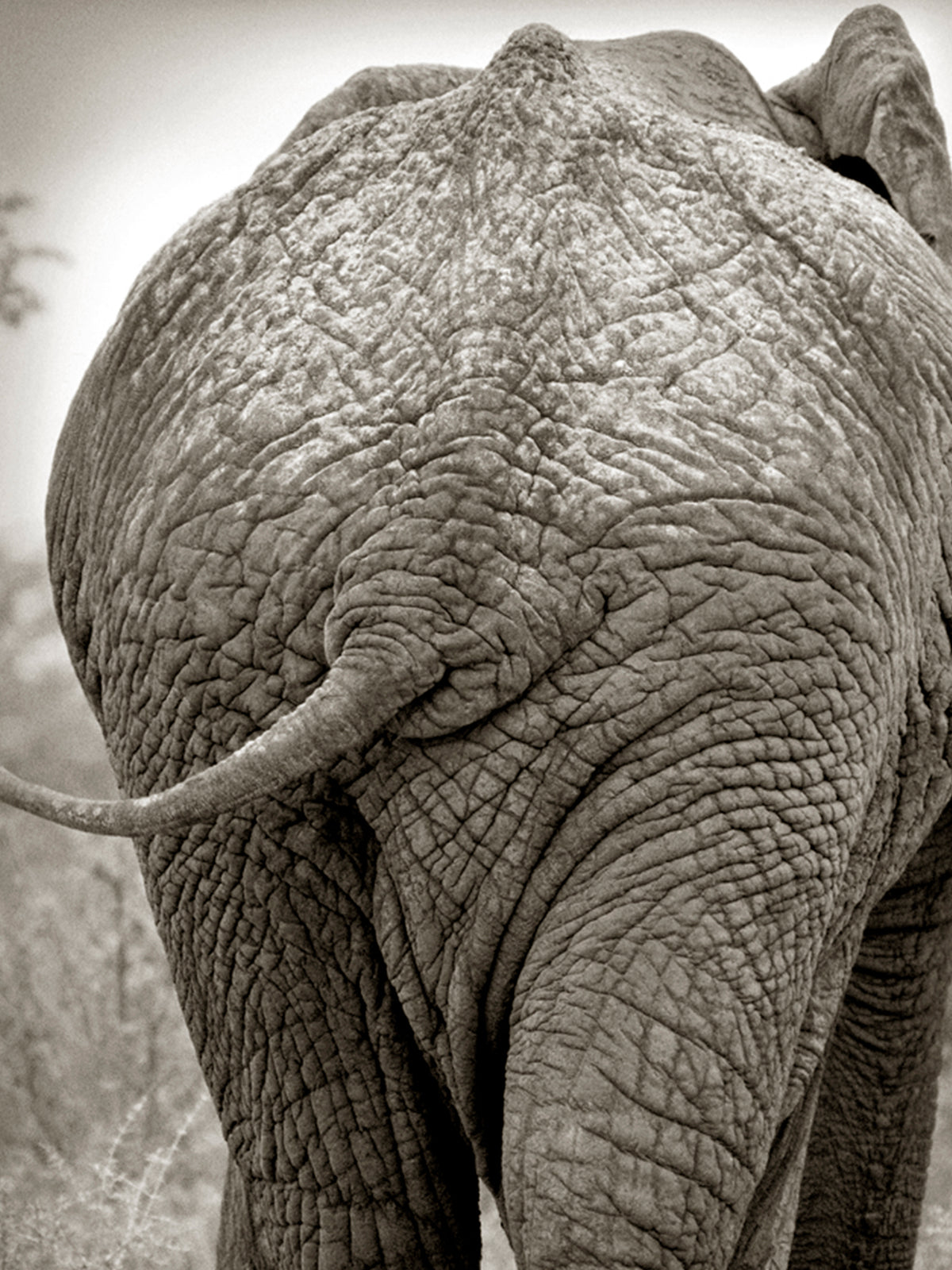 Art _ Ladislas Kadyszweski _ Éléphant