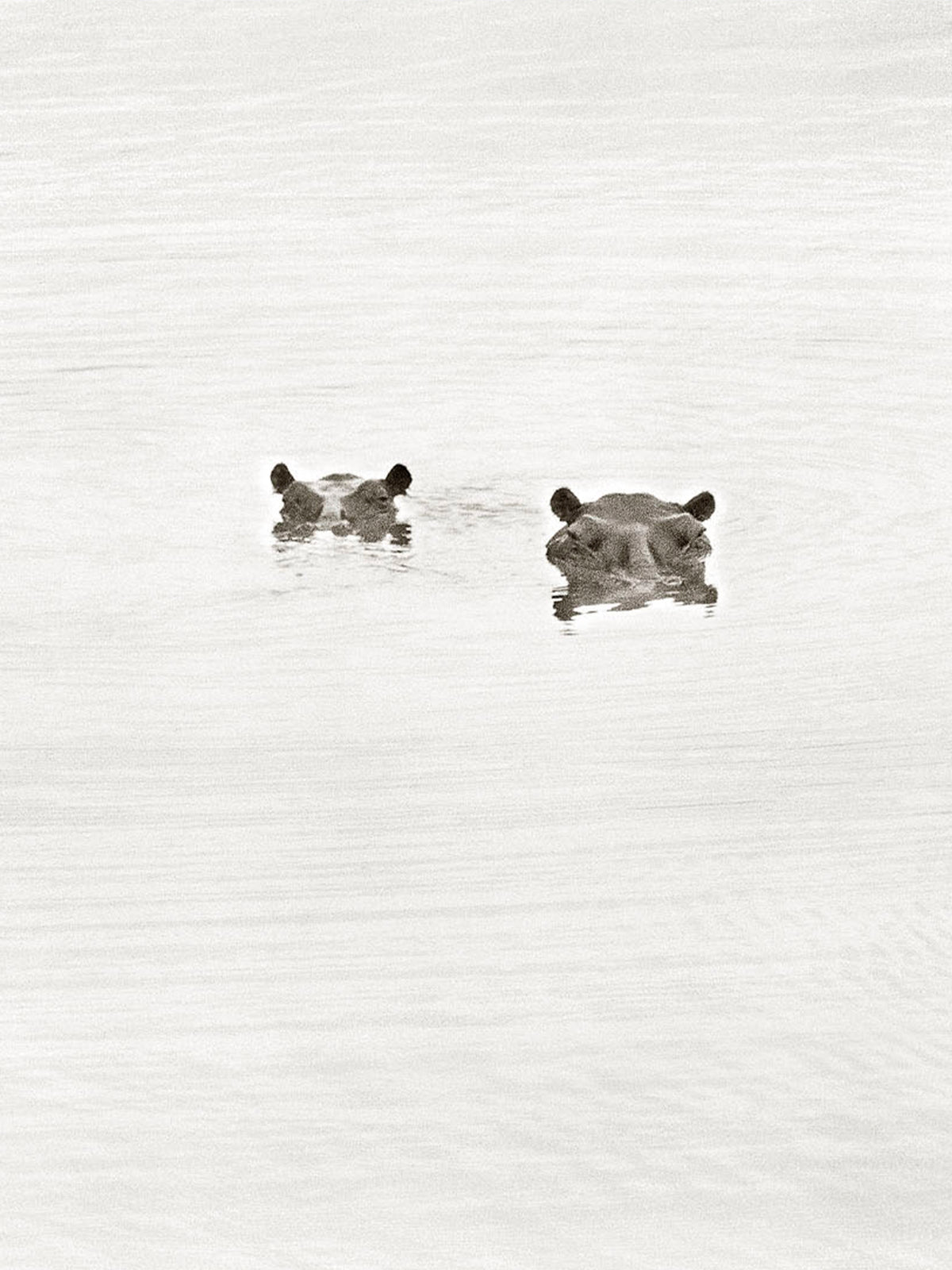 Art _ Ladislas Kadyszweski _ Hippopotames