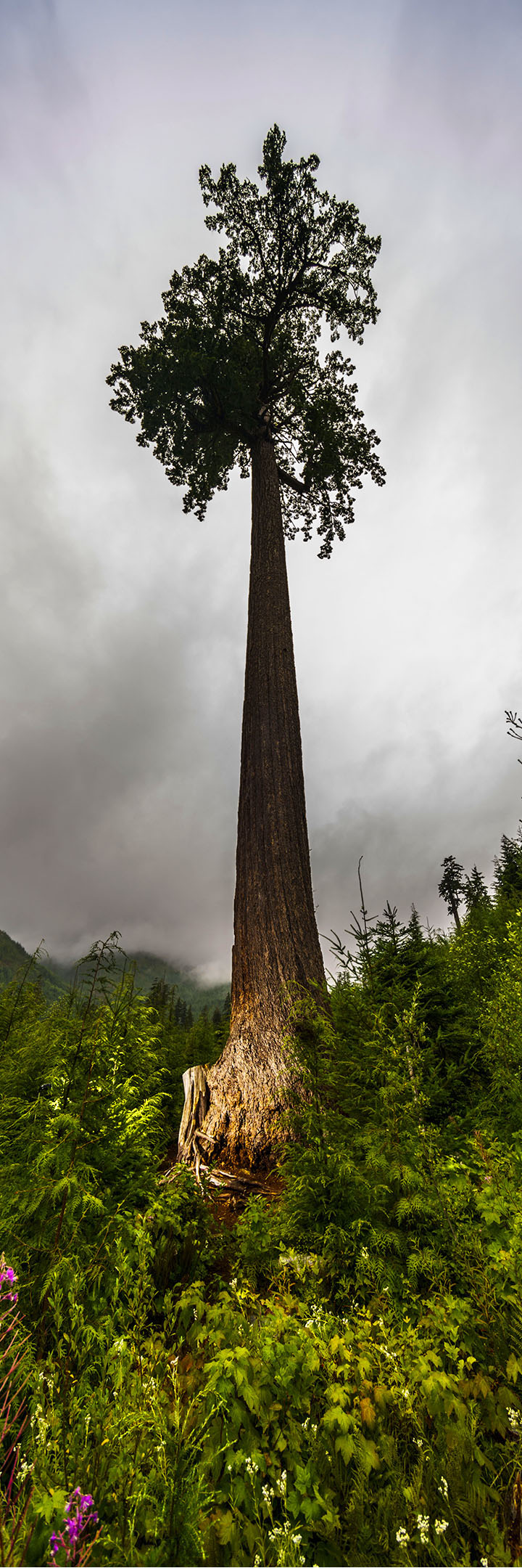 Art _ Ladislas Kadyszewski _ Vallée de la rivière Gordon _ Encadré