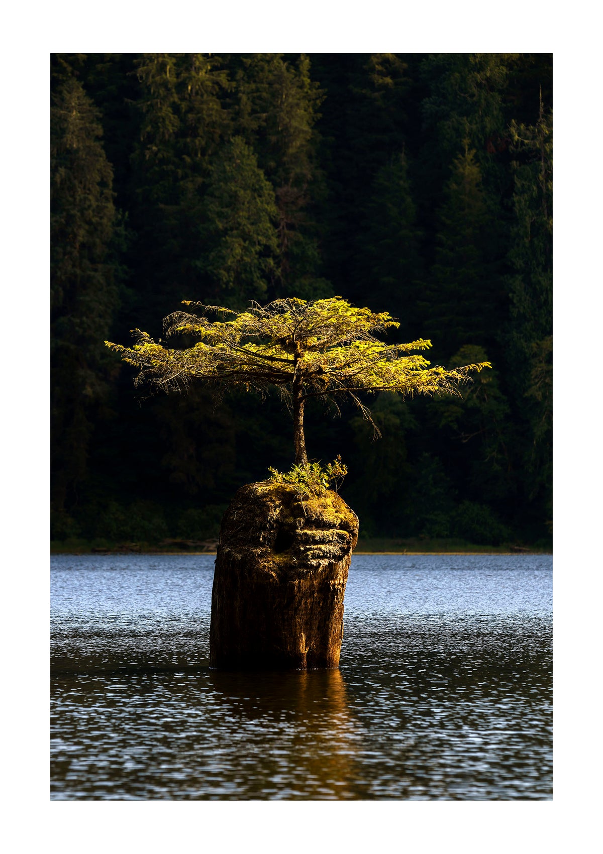 Art _ Ladislas Kadyszweski _ Fairy Creek _ Encadré