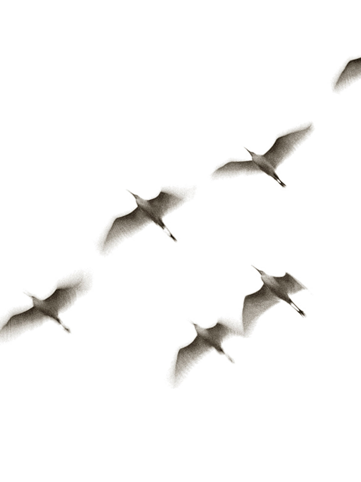 Art _ Ladislas Kadyszweski _ Oiseaux
