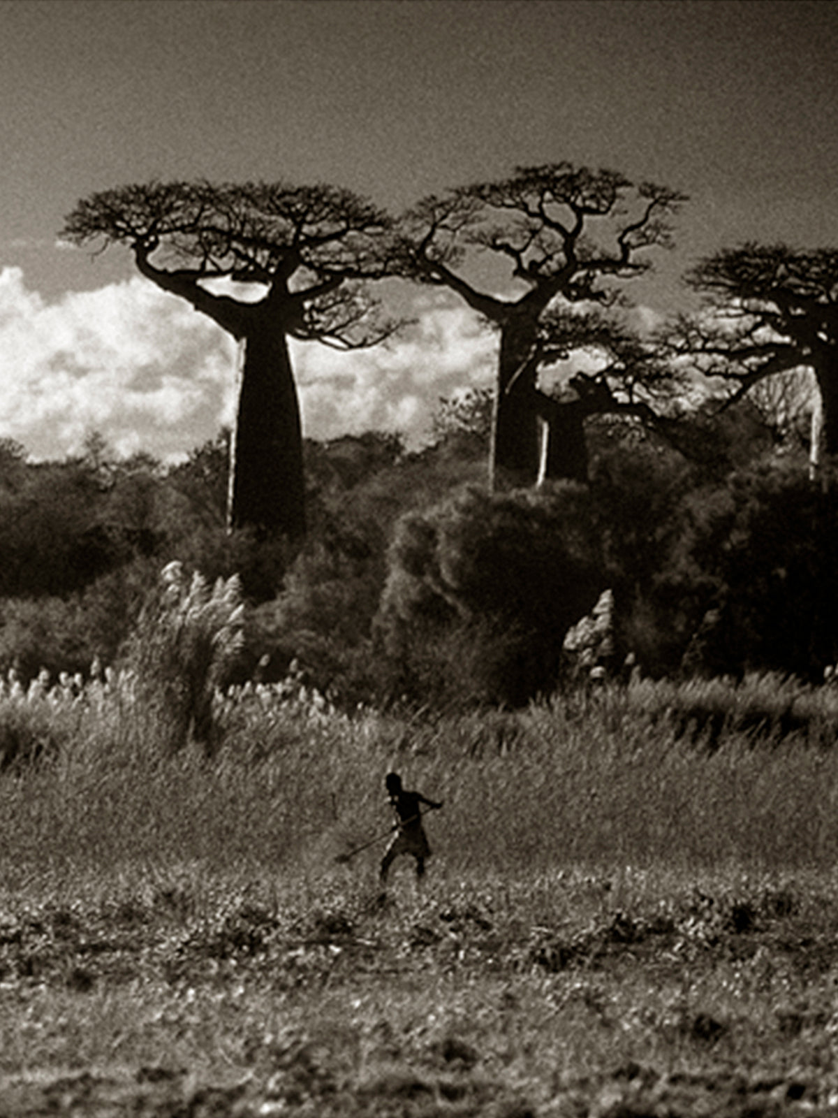 Art _ Ladislas Kadyszweski _ Baobabs