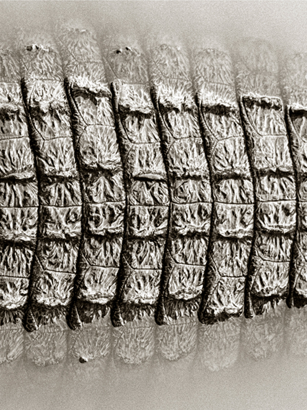 Art _ Ladislas Kadyszweski _ Crocodiles