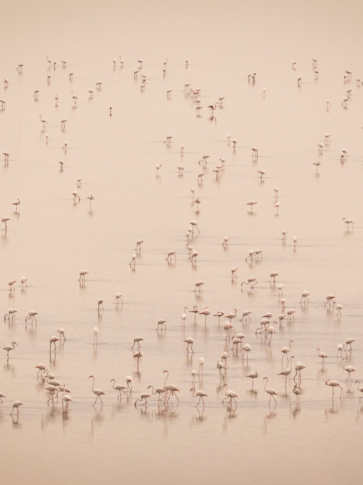 Art _ Jacques-André Dupont _ Symphonie en flamand rose