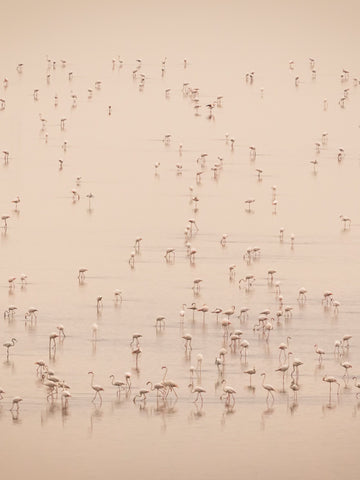 Art _ Jacques-André Dupont _ Symphonie en flamand rose