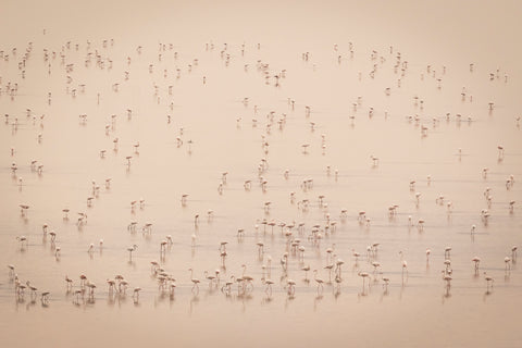 Art _ Jacques-André Dupont _ Symphonie en flamand rose