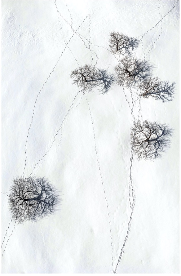 Art _ Ladislas Kadyszewski _ Cap aux corbeaux