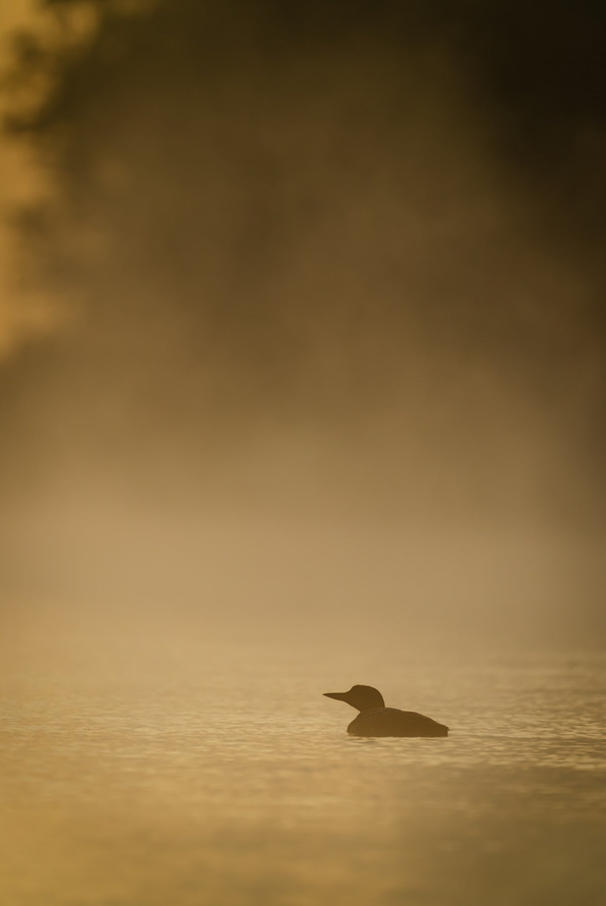 Art _ Jacques-André Dupont _ Huard, mémoire des lacs - Jaune