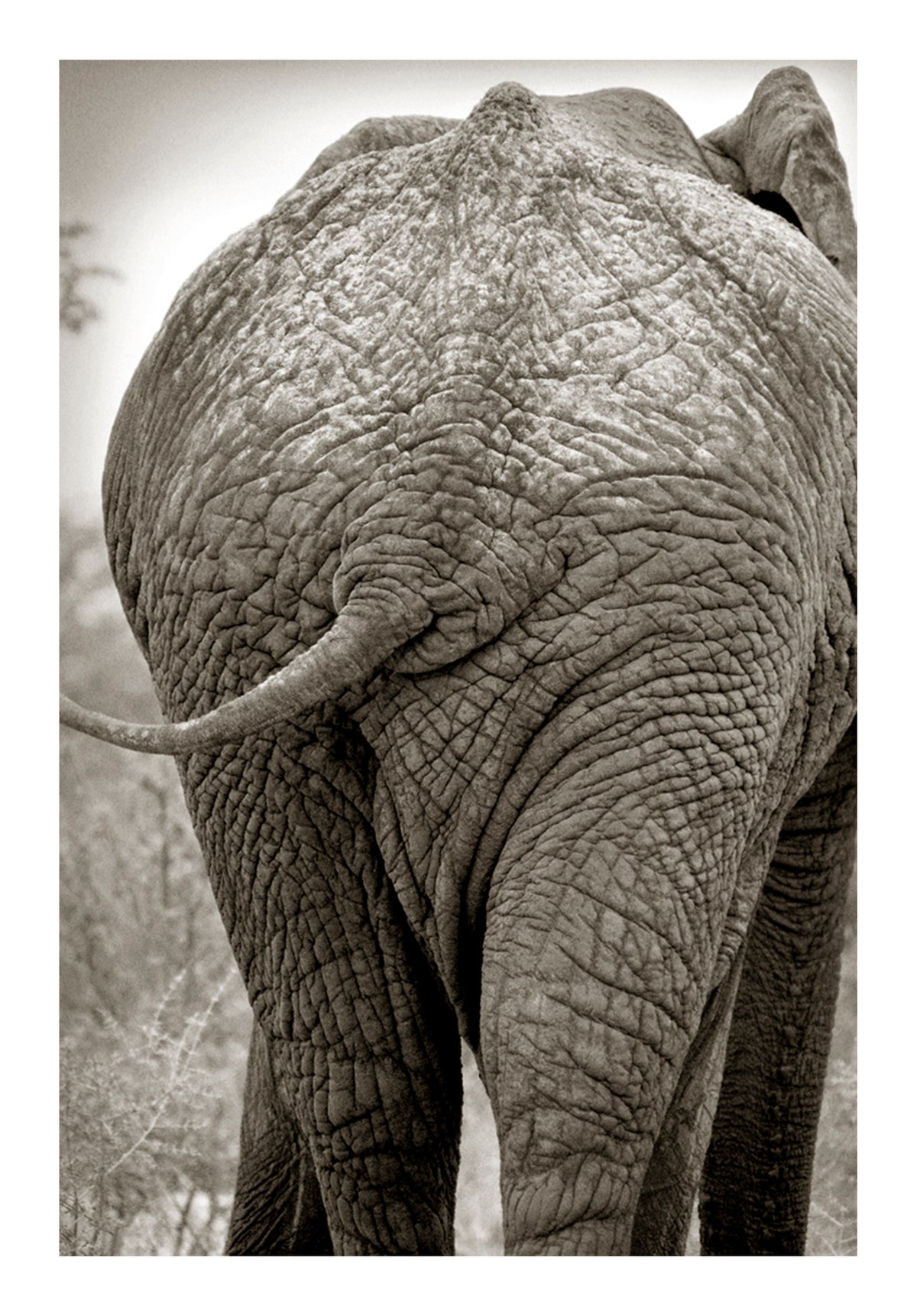 Stationery _ Elephant postcard