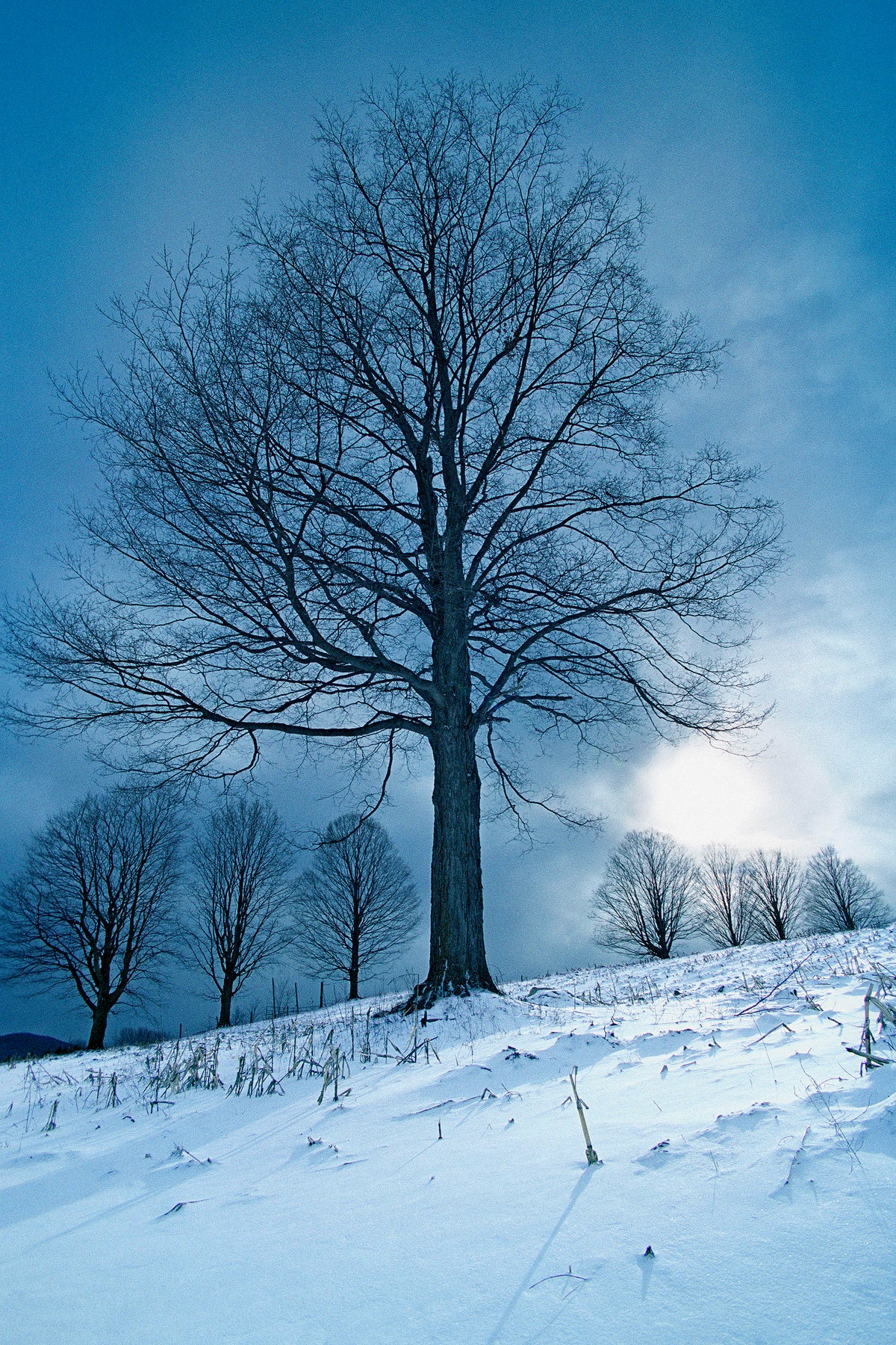 Art _ Ladislas Kadyszweski _ Pigeon Hill _ Framed